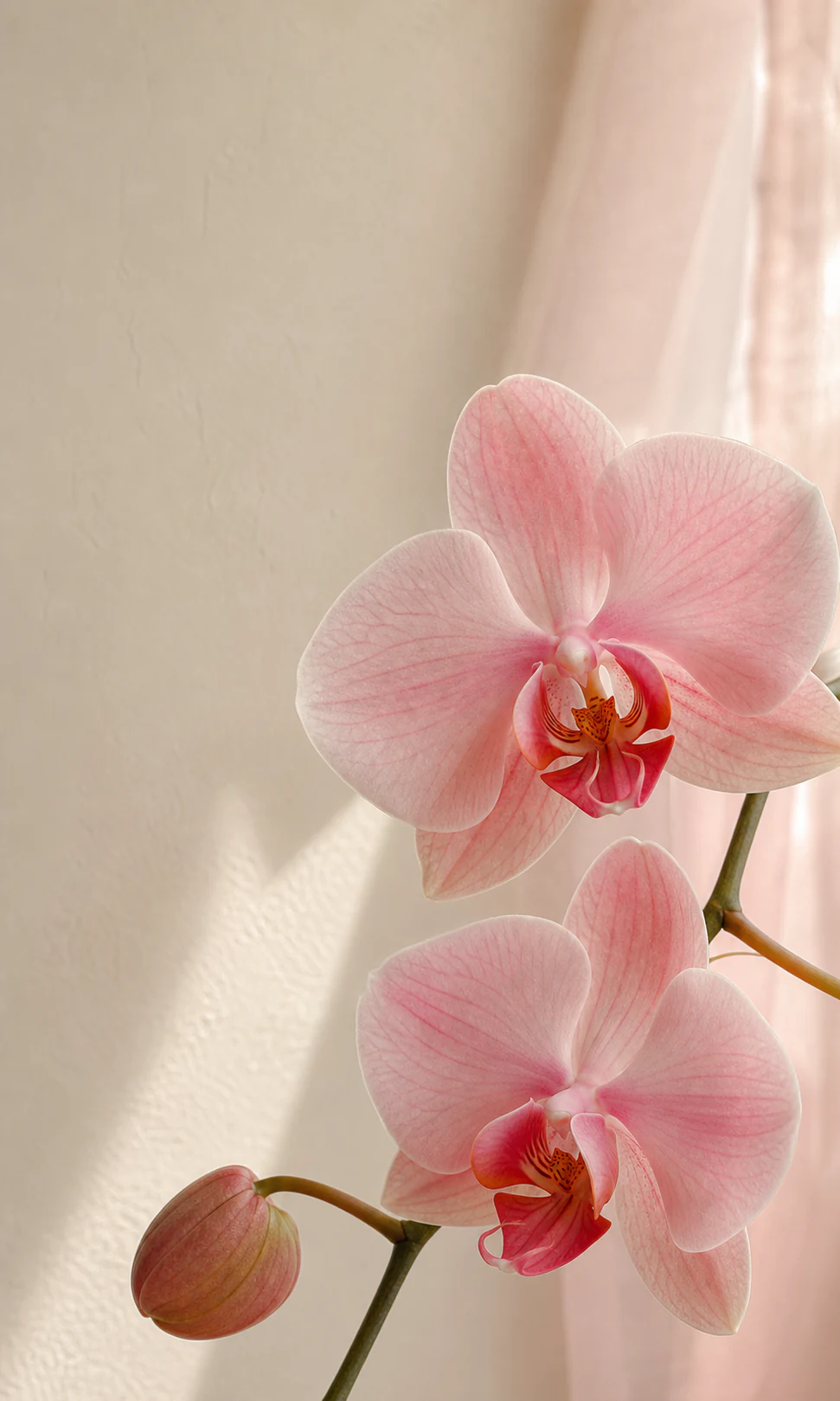 Soft pink orchid blooms against an ivory and blush background